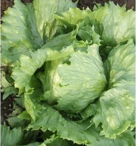 Organic Ithaca Lettuce Seeds - Lactuca sativa, Fresh Non-GMO Salad Greens for Home Gardening