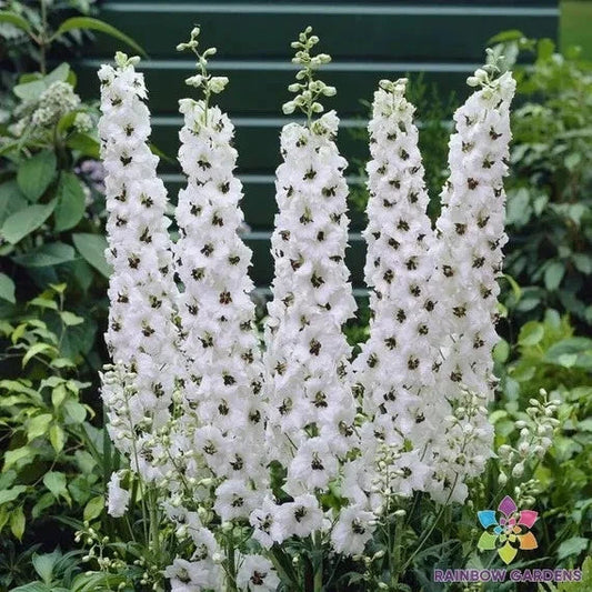 Magic Fountains White Bee Delphinium Seeds - Perennial Flower Seeds for Borders & Cut Flowers - Delphinium elatum