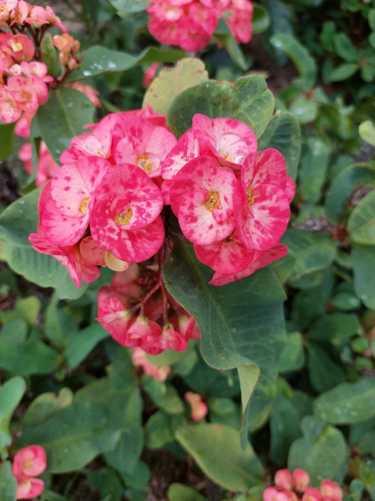 Euphorbia Milii Thai Hybrid Unrooted Cutting – Corona de Cristo Crown of Thorns Succulent, Easy Propagation, Large Blooms