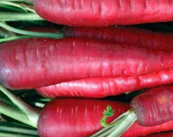 Atomic Red Carrot Seeds - 135 Non-GMO Daucus carota Heirloom Variety for Fresh Eating & Juicing