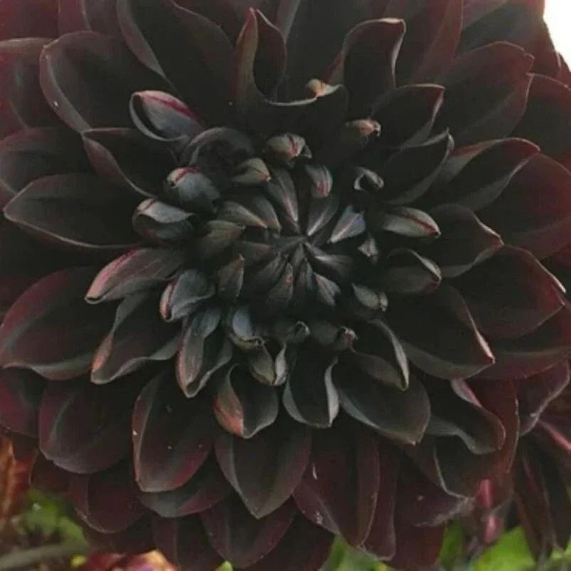 Perennial Dahlia Flower Seeds - 20PCS - Rare Colorful Variety - Dahlia pinnata - Garden, Border, Container Planting