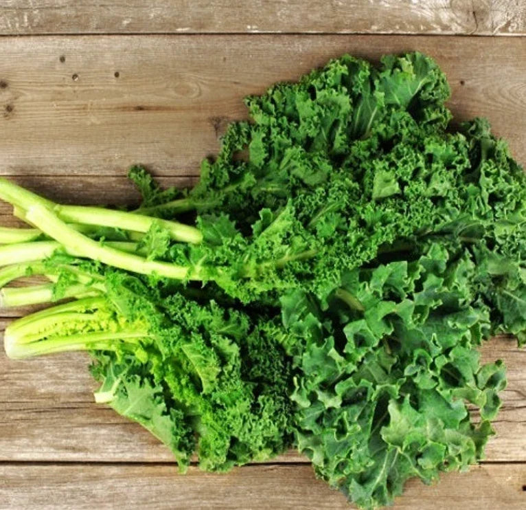 Dwarf Siberian Kale Microgreens Seeds - 500 Non-GMO Heirloom Seeds - Brassica oleracea var. sabellica for Healthy Growing