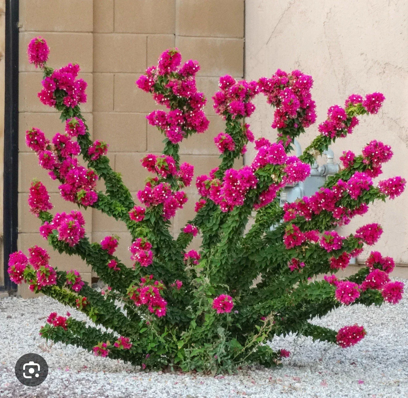 Bougainvillea Plant 1 Gallon Torch Glow - Bougainvillea glabra Vibrant Colorful Blooms, Sunny Garden, Ships Without Pot