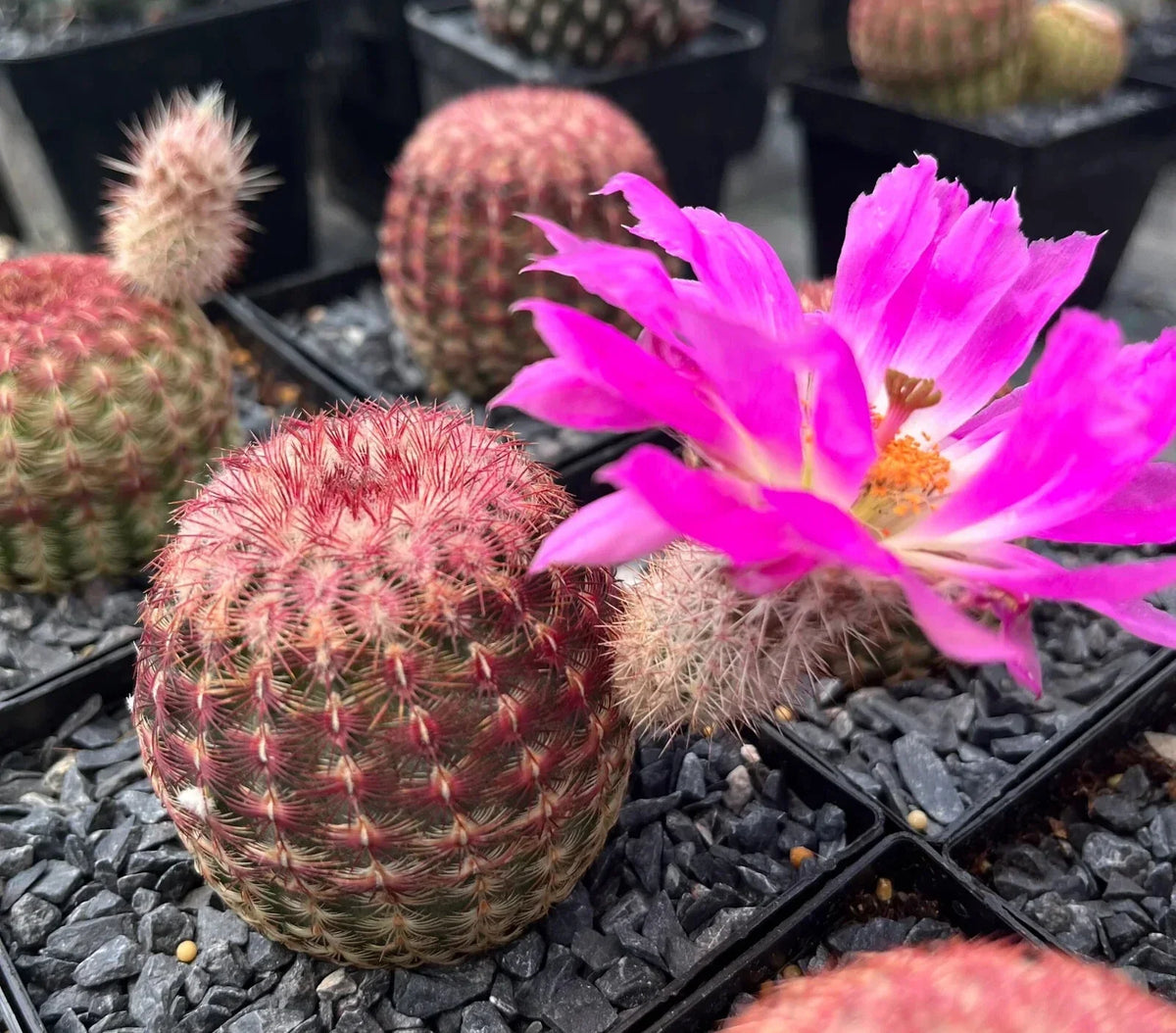 Echinocereus Rigidissimus Cactus - 2" Potted Rainbow Hedgehog with Pink Flowers - Colorful Desert Plant for Home Garden
