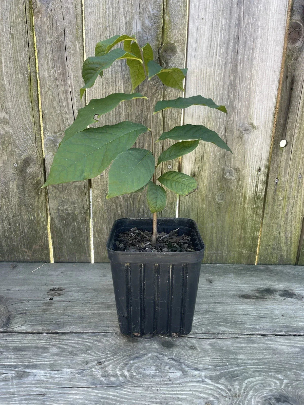 Potted Pawpaw Tree 1 Gallon | Asimina triloba | 2-Year-Old Native Fruit Tree for Garden & Landscape
