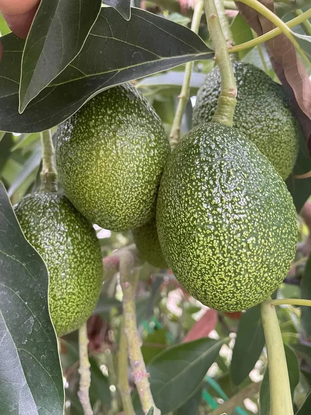 Cold Hardy Black Avocado Seeds Brazos Belle Organic 2 Pack Persea americana
