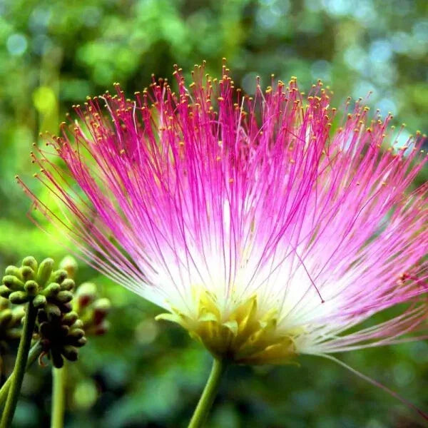 Pink Mimosa Tree Cuttings Lot of 30, Unrooted 7-8 Inches, Albizia julibrissin, Nectar-Rich Flowering Tree for Bees