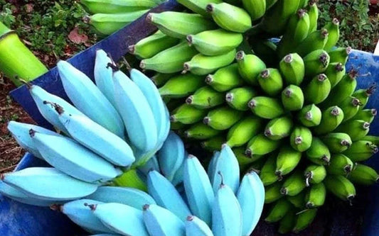 Live Blue Java Banana Tree Starter Plant - Musa acuminata 'Blue Java' - Tropical Ice Cream Banana, Well-Rooted, Full Sun, Easy Care