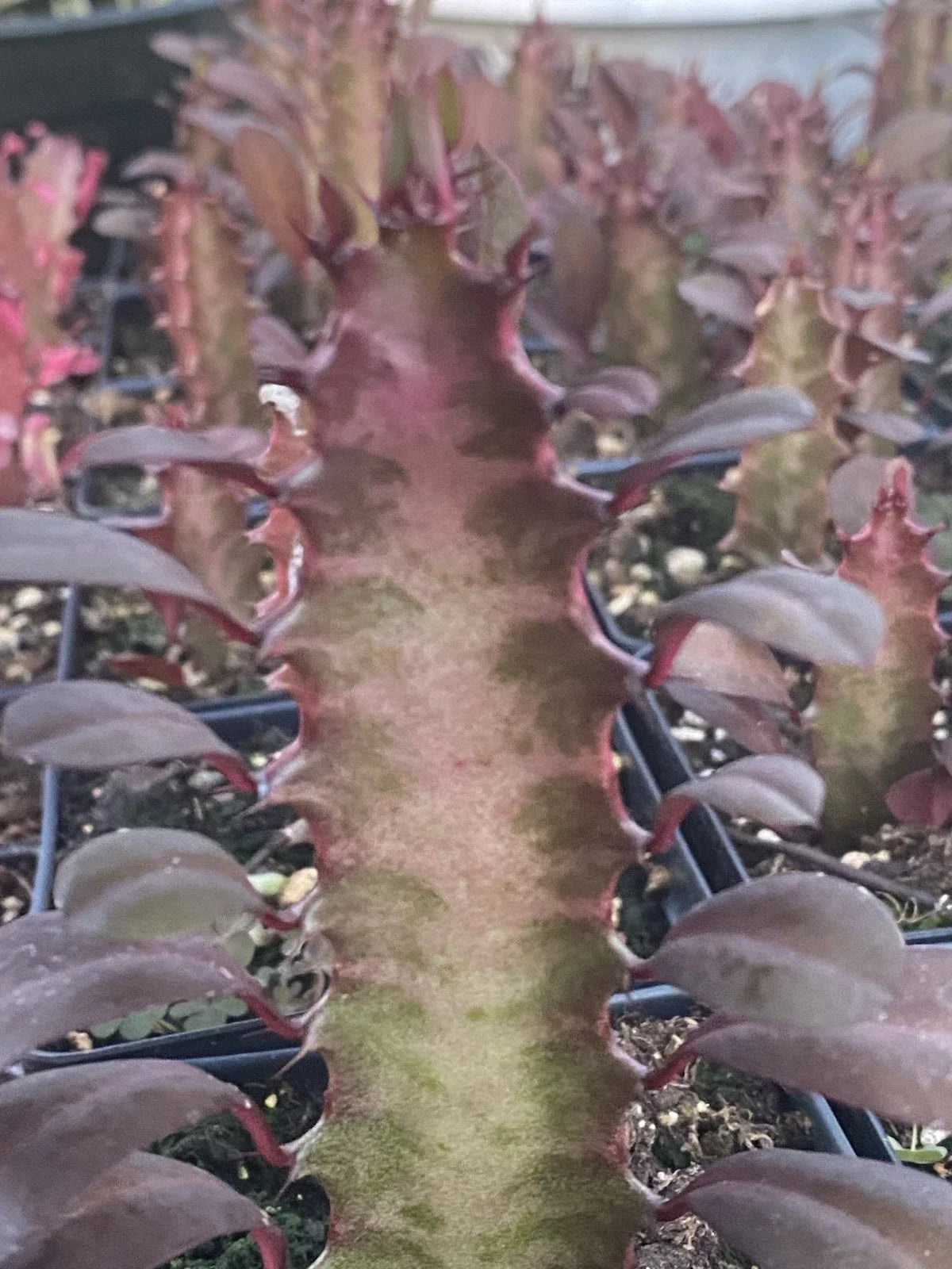 Rooted Red African Milk Tree Cactus - 2 Live Euphorbia trigona Plants - Desert Succulent for Indoor Decor