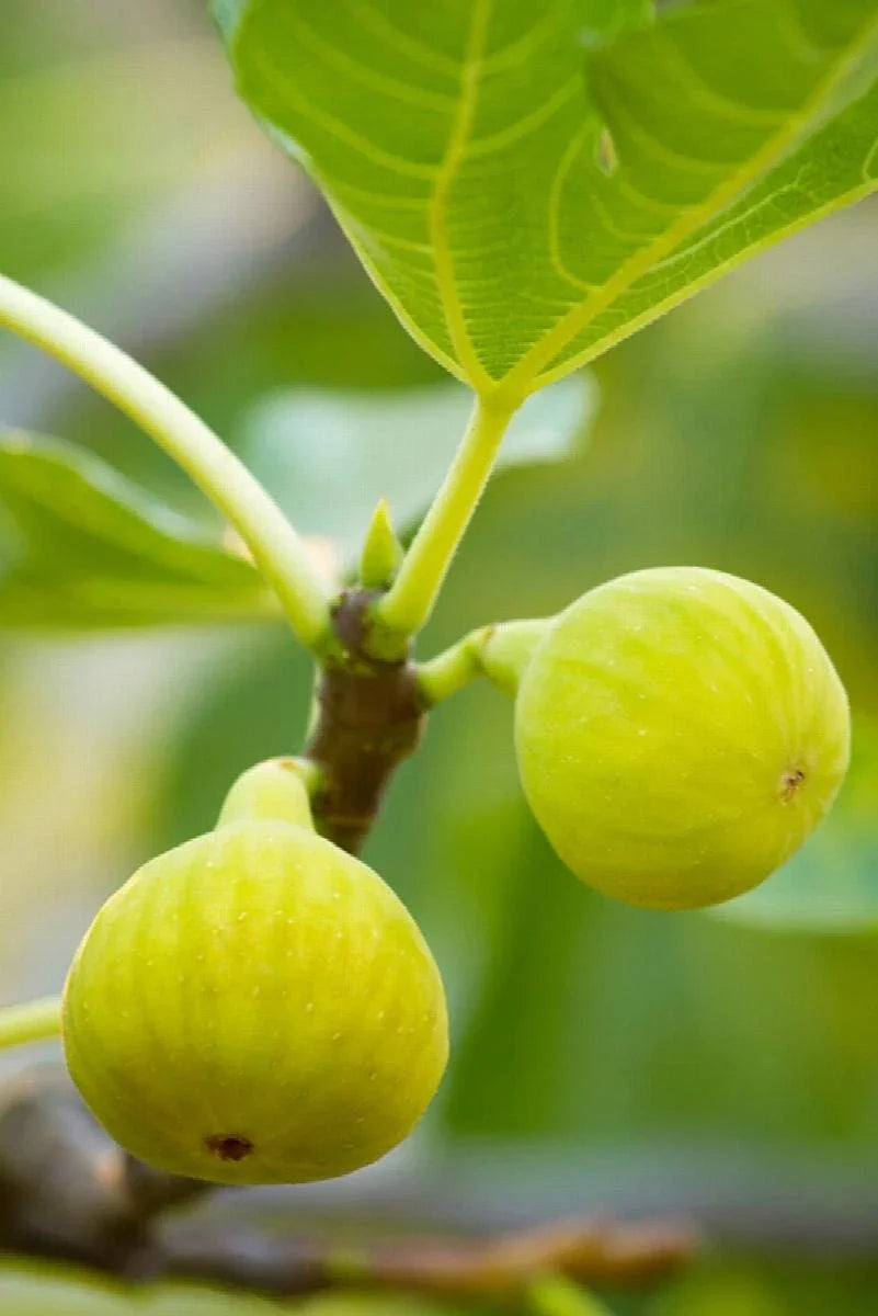 Desert King Fig Cuttings – 2 Stem Ficus carica with Willow Water for Rooting – Fruit Tree for Garden and Indoor Growing