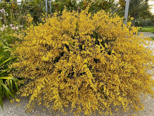 Oncidium Sphacelatum Bare Root Division - Dancing Lady Yellow Orchid with 2-3 Inch Blooms, Epiphytic Orchid for Indoor Outdoor Gardens