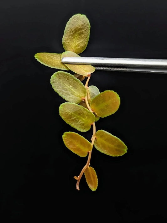 Marcgravia sp. Brown Peru Cutting | 10-Leaf Terrarium Plant | Exotic Indoor Greenery | Unique Green Foliage