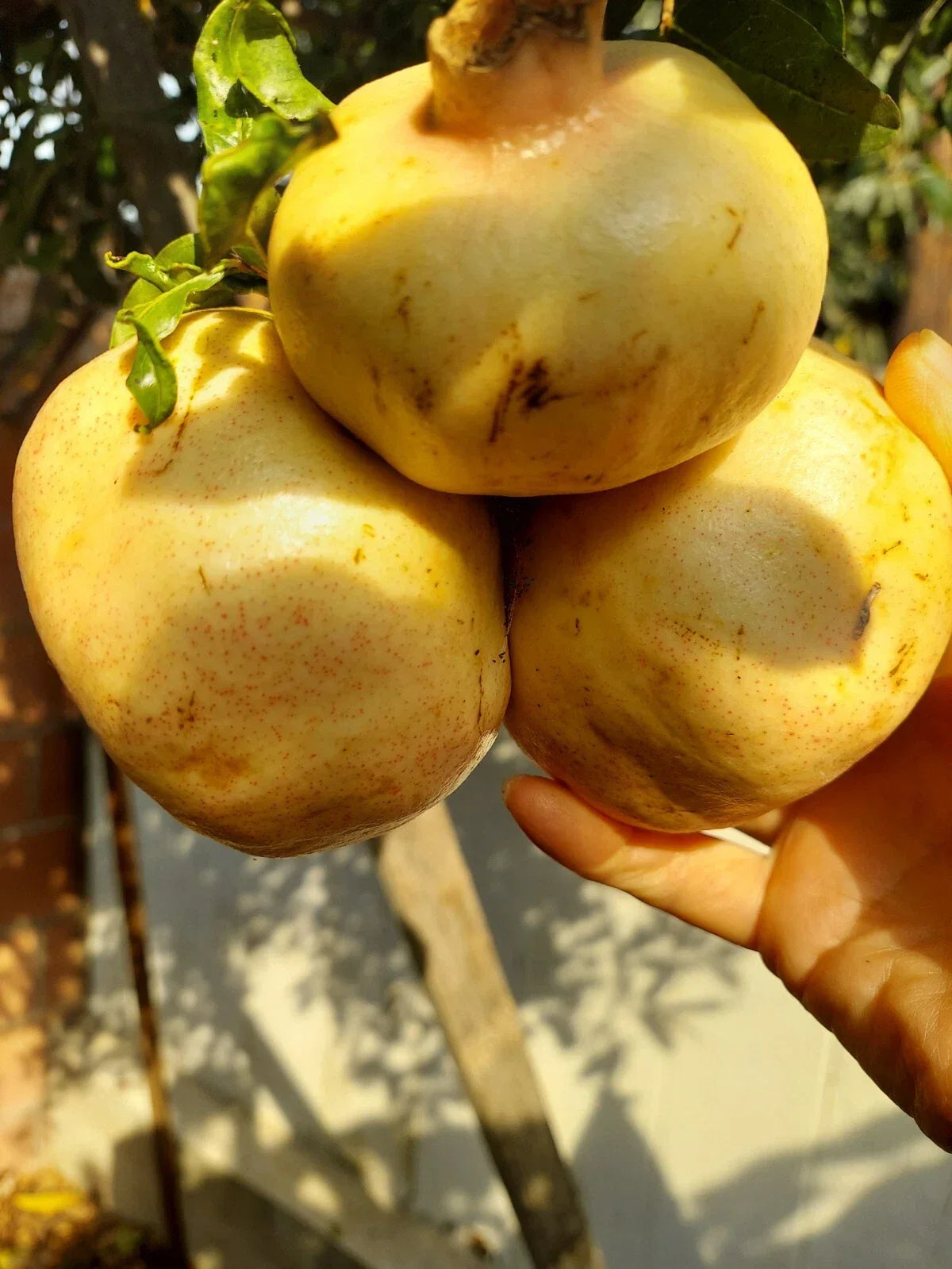Rare Organic White Pomegranate Cuttings – 10 Premium Propagation Sets Punica granatum Fruit Tree