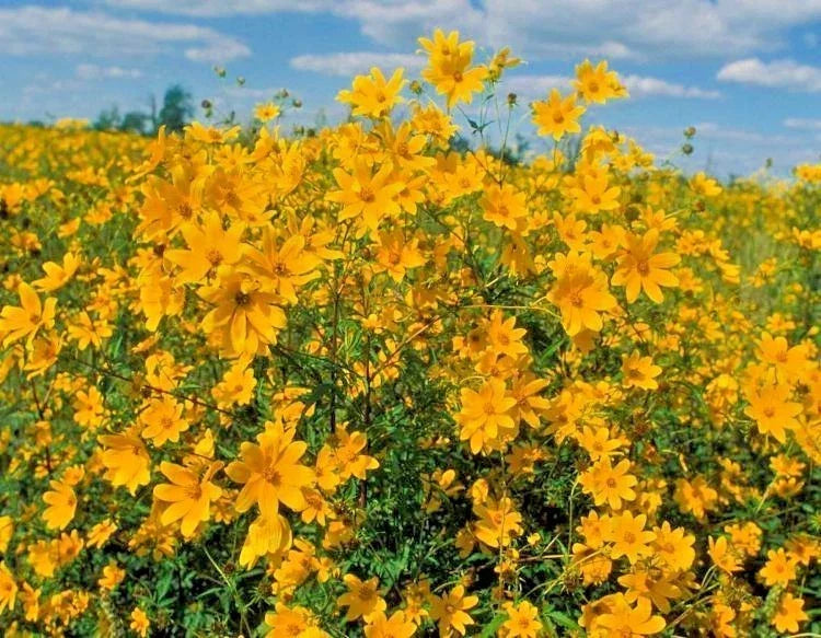 Swamp Marigold Seeds - 100+ Native Wildflower Seeds for Wetlands, Bright Yellow Blooms, Attracts Pollinators, Caltha palustris