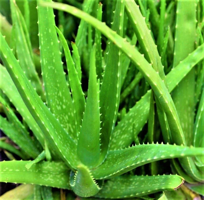 Organic Aloe Vera Plant – 6–8 Inch Live Potted Succulent for Skin Care, Healing, Indoor & Outdoor Use | Medicinal Aloe Vera Plant