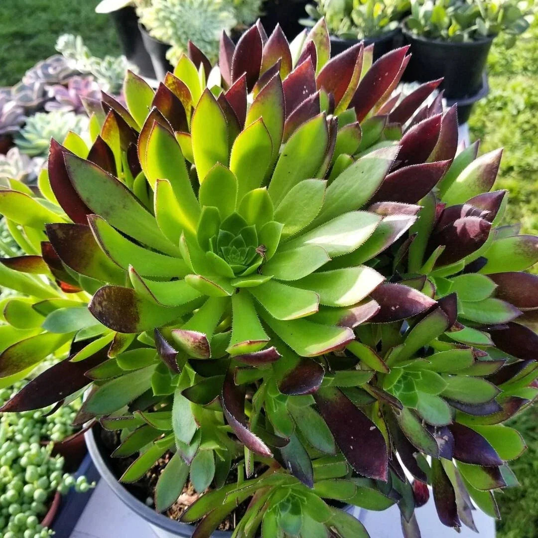 Aeonium Cutting | Low Mounding | Purple Foliage | Easy to Grow Succulent | Aeonium 'Merlot'