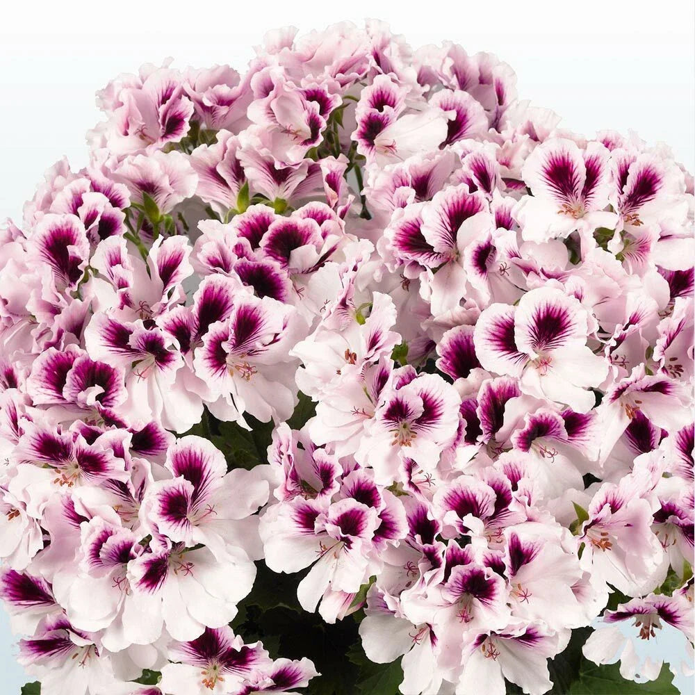 White Purple Geranium Seeds - Perennial Flower Seeds Pelargonium × hortorum for Gardens & Containers