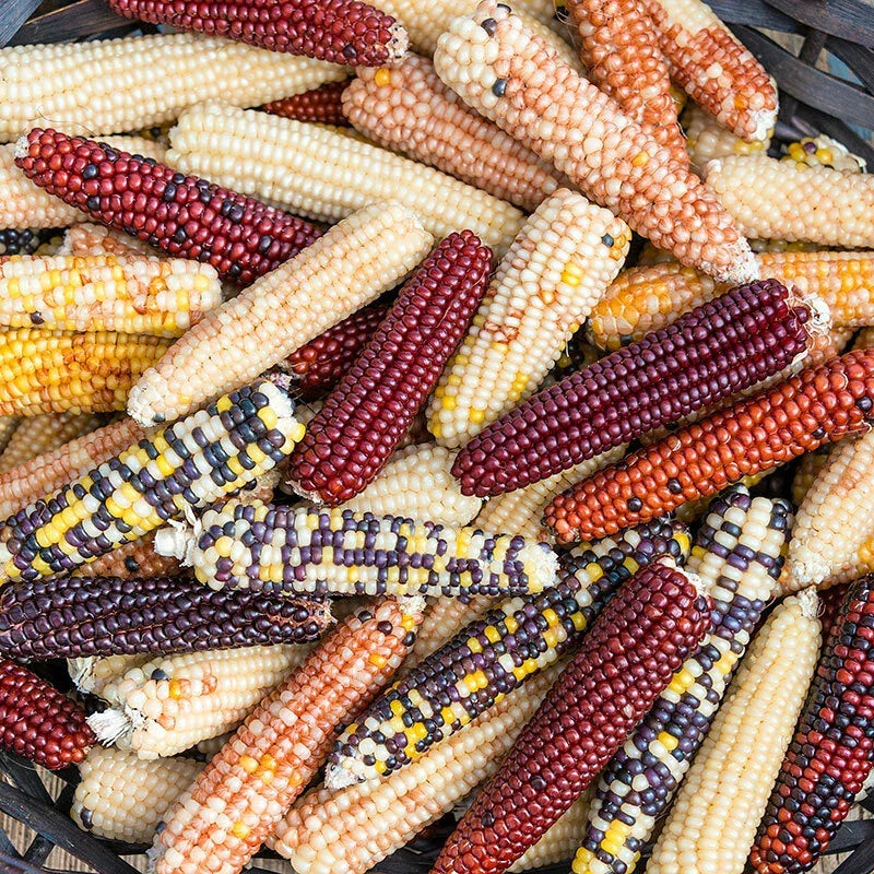 Firecracker Popcorn Seeds – Non-GMO Zea Mays Everta for Home Garden, Fluffy & Flavorful, 50 Seeds