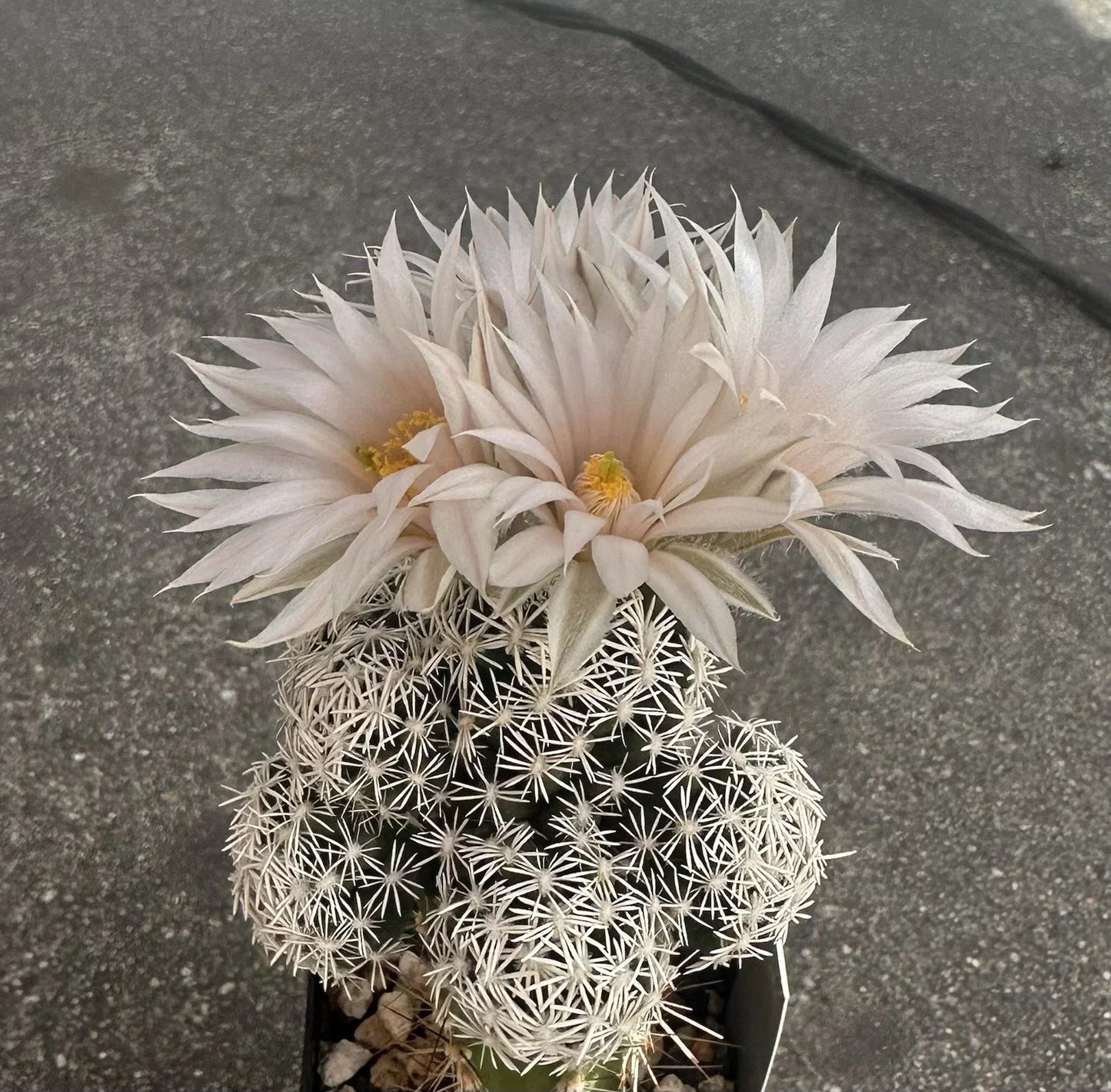 25 Seeds Escobaria Abdita Cactus Seeds – Rare Succulent for Planting, Desert Flora, Unique Succulent, Arid Climate Tolerance