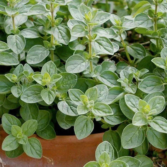 Italian Oregano Seeds - 500+ Count - Origanum Vulgare Wild - Aromatic Culinary Herb for Garden & Containers