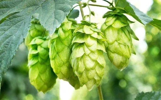 Hops Vine Cuttings 5 Pack | Japanese Hops | Humulus lupulus | Perennial Plant for Home Brewing & Gardening