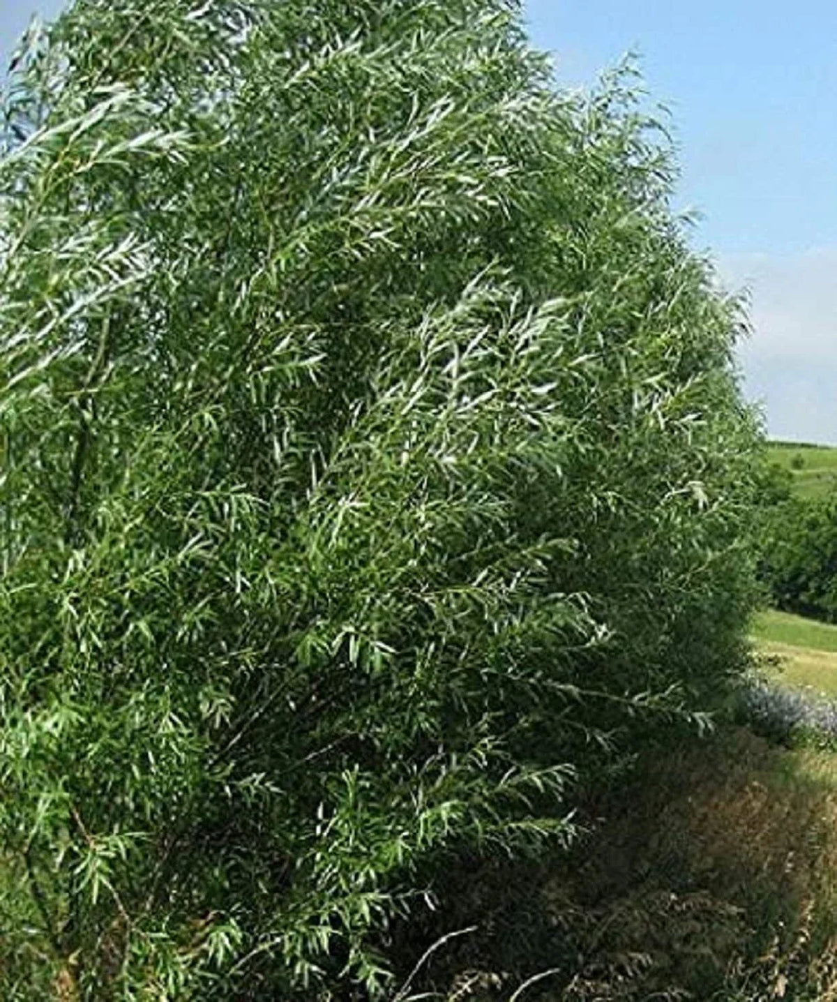 100 Austree Hybrid Willow Trees - Fast Growing Privacy & Shade Trees, Salix × sepulcralis - Ideal for Landscaping & Windbreaks