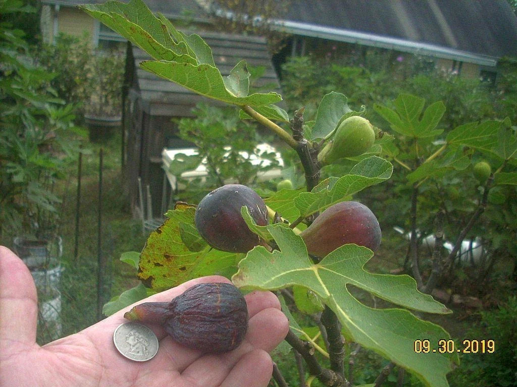 Fig Tree Cuttings 6 Pcs Col de Dame Noire Rain-Resistant Ficus carica Fruit Tree for Gardening