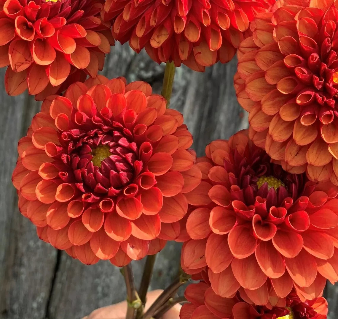 Brown Sugar Dahlia Seeds - 25 Perennial Flower Seeds - Dahlia variabilis - Elegant Brown Blooms for Gardens