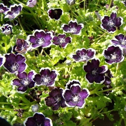 Nemophila Seeds 200 Count Penny Black Purple Baby Black Eyes Heirloom Non-GMO Wildflower Mix