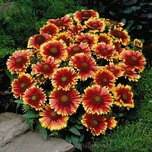 Dwarf Goblin Blanket Flower Seeds – Gaillardia aristata Perennial Native Flower – Non-GMO, Bright Yellow & Red Blooms, Drought Tolerant, 50 Seeds