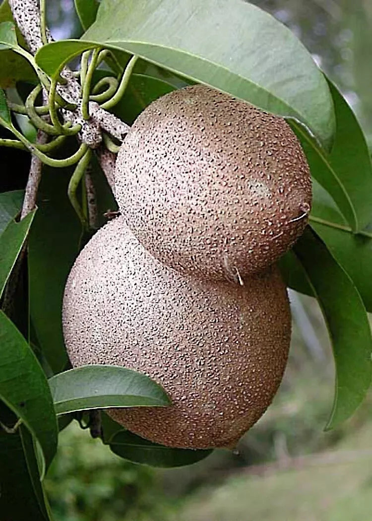 Sapodilla Tree Seeds - Chicle Brown Sugar Fruit - Manilkara zapota - Exotic Gardening Seeds for Tropical Climates