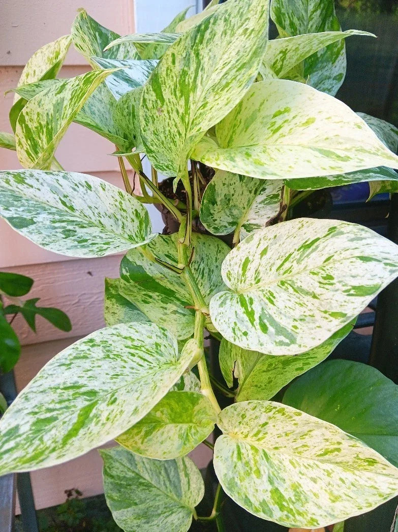 Snow Marble Queen Pothos Cuttings - 3 Fresh Epipremnum aureum Indoor Plant Propagation, Variegated Green and White Trailing Vine
