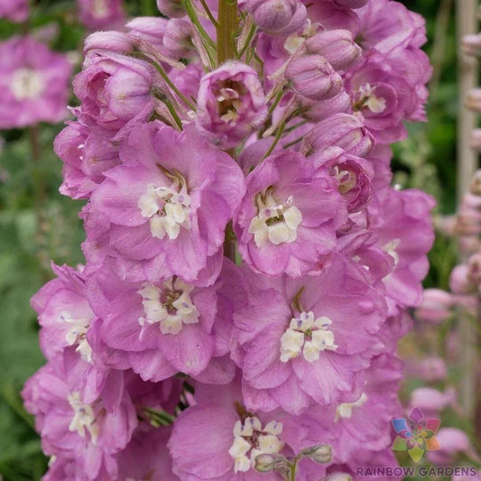 Guinevere Delphinium Seeds - 200+ Pack, Blue Flowering Garden Plant, Delphinium elatum, Cut Flowers, Borders, Organic, USA Grown