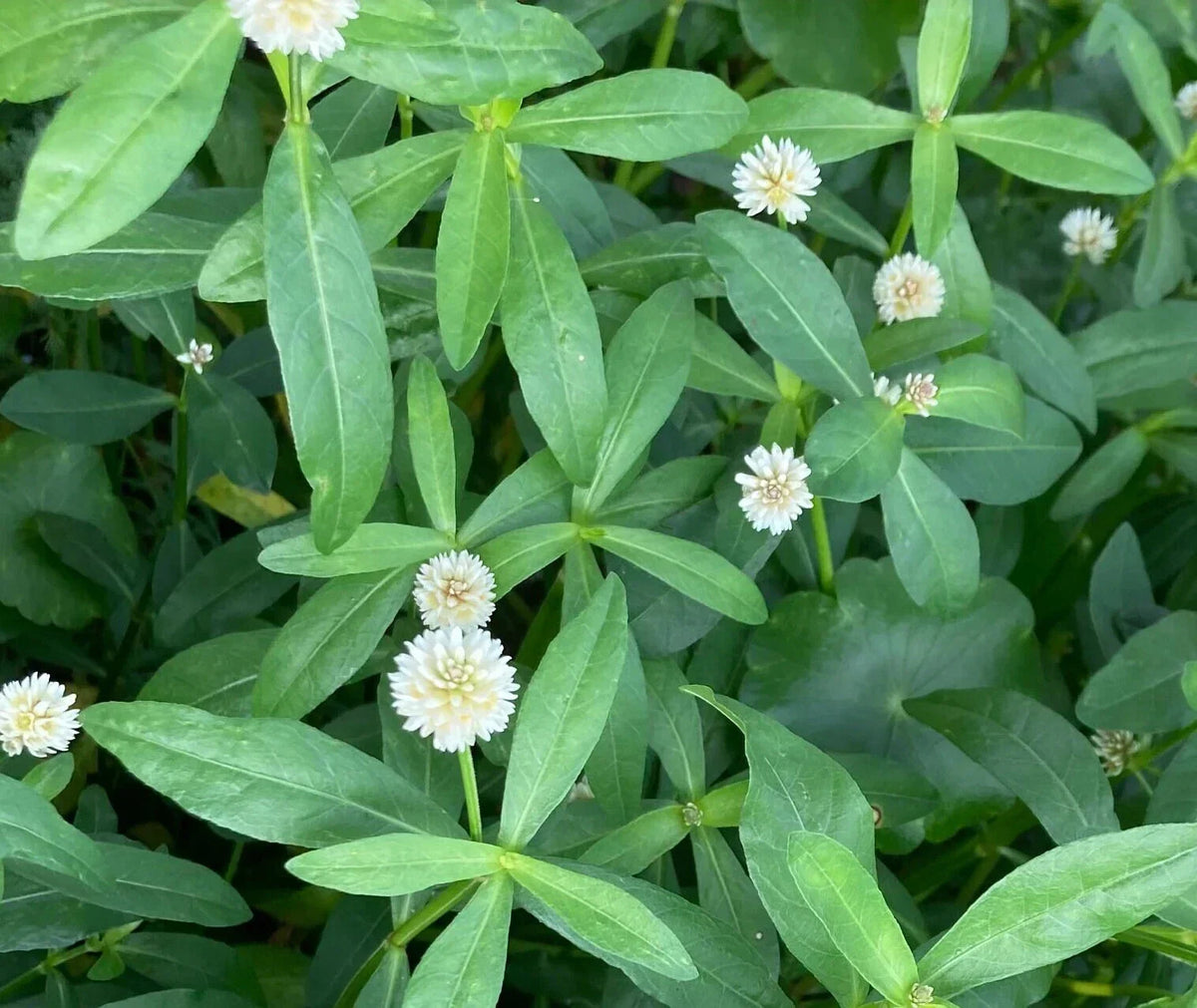 20 Live Alligator Pond Plants, Marginal Bog, Easy Grow, Small White Flowers, Alternanthera philoxeroides - Aquatic Garden Accents