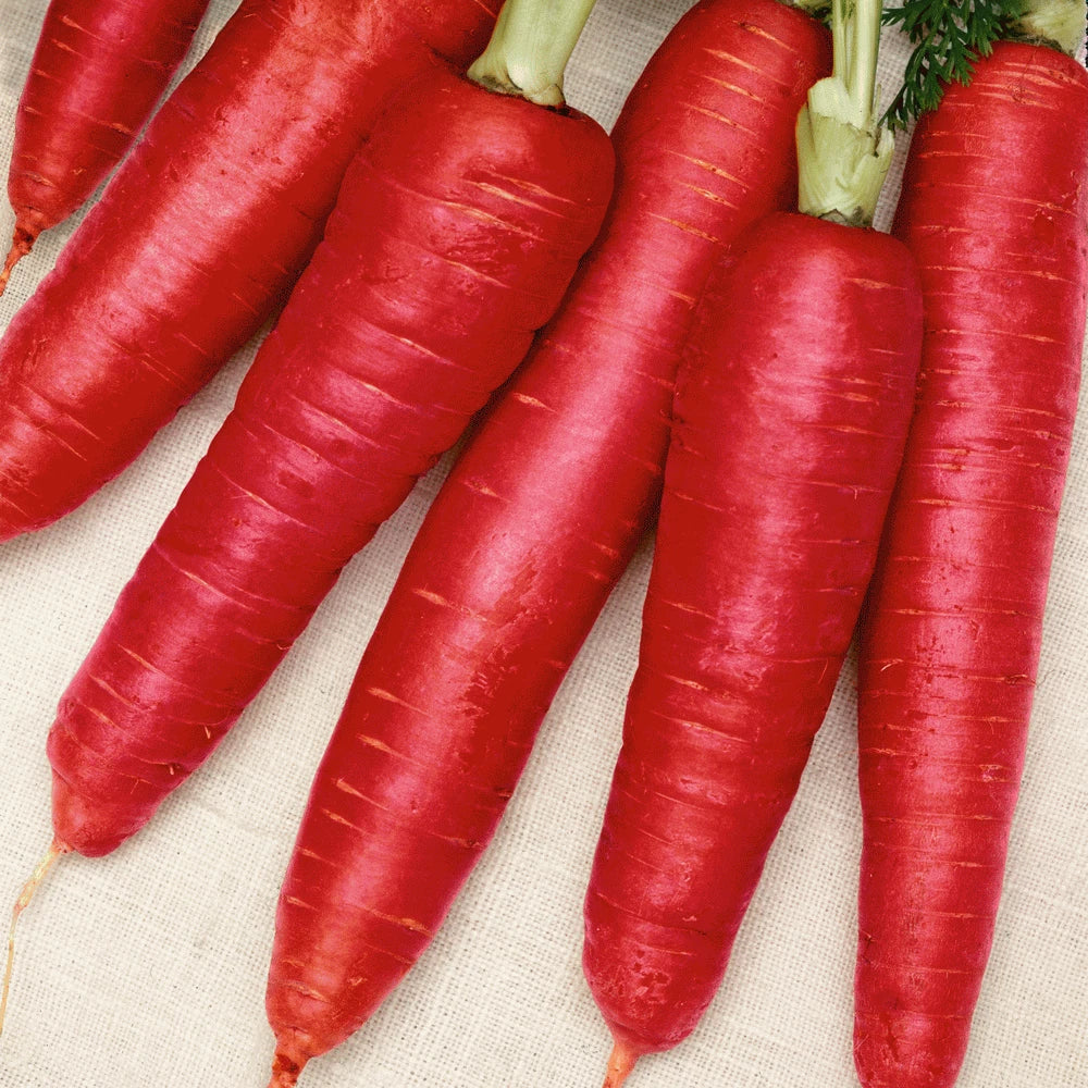 Atomic Red Carrot Seeds - Non-GMO Organic Vegetable Seeds for Home Gardening, Daucus carota, 200 Pack
