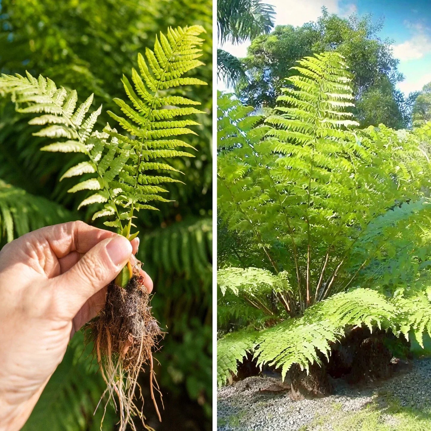 Rare Live Fern Plant - Lophosoria quadripinnata Giant Tree Fern - 6 Inch Indoor Plant - Tropical Fern for Collection and Decor