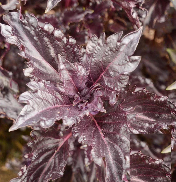 Basil Seeds - 500 Non-GMO Purple Ruffles Heirloom Ocimum basilicum for Culinary & Garden Use