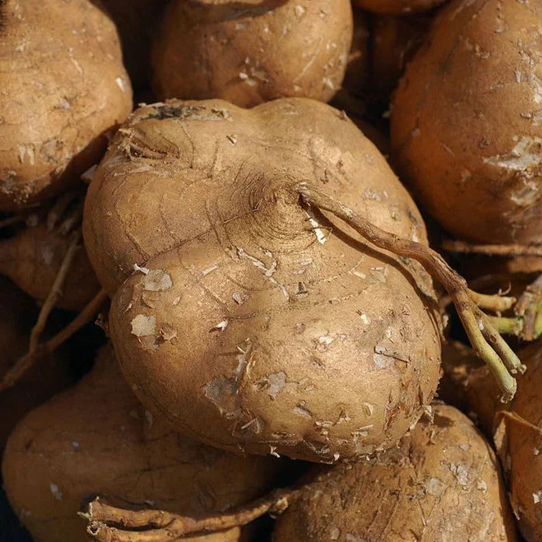 True Jicama Seeds Pack - Pachyrhizus erosus Vegetable Seeds for Home Garden, Non-GMO, 20+ Seeds, Mexican Garden Vegetable
