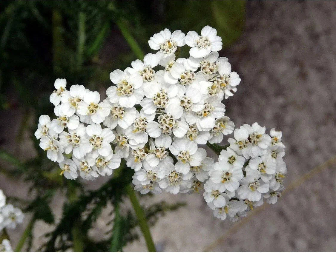Yarrow Seeds Pack - Perennial White Achillea millefolium Wildflower Edible Medicinal Herb - 100+ Seeds