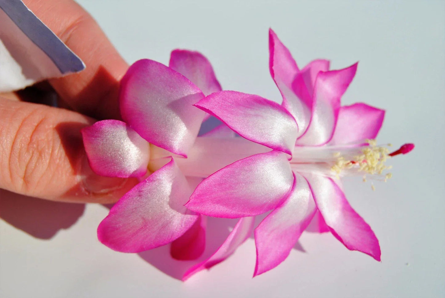 Christmas Cactus Starter Plant - May Queen Schlumbergera Truncata Indoor Garden, Vibrant Blooms, Easy Care, Unique Segmented Stems