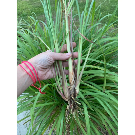 Organic Lemongrass Plant Stalks – 4 Live Rooted Cuttings Cymbopogon citratus for Culinary & Garden Use