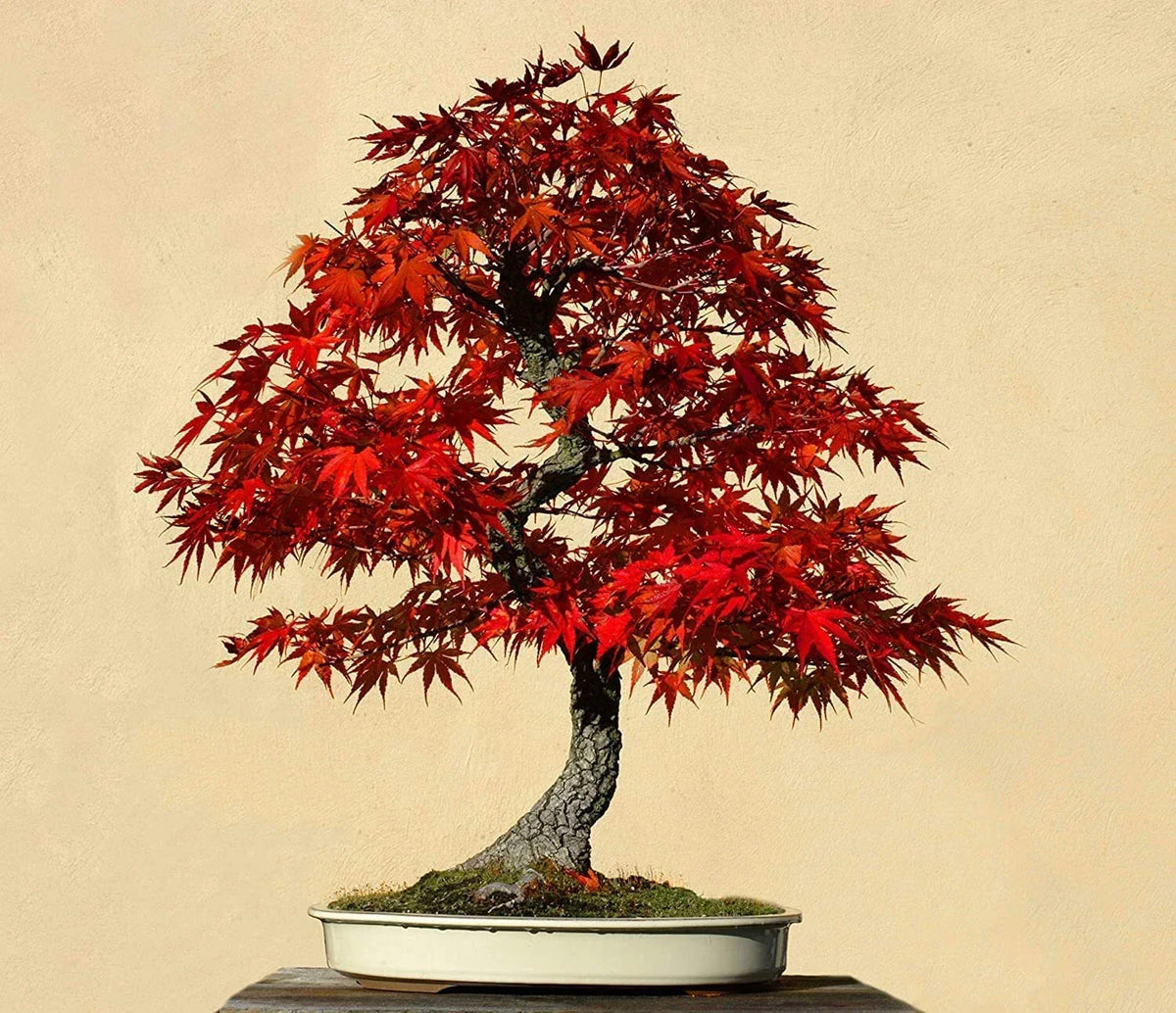 Red Maple Bonsai Tree Seeds - 30 Pack - Acer rubrum - Vibrant Red Foliage - Made in USA, Ships from Iowa