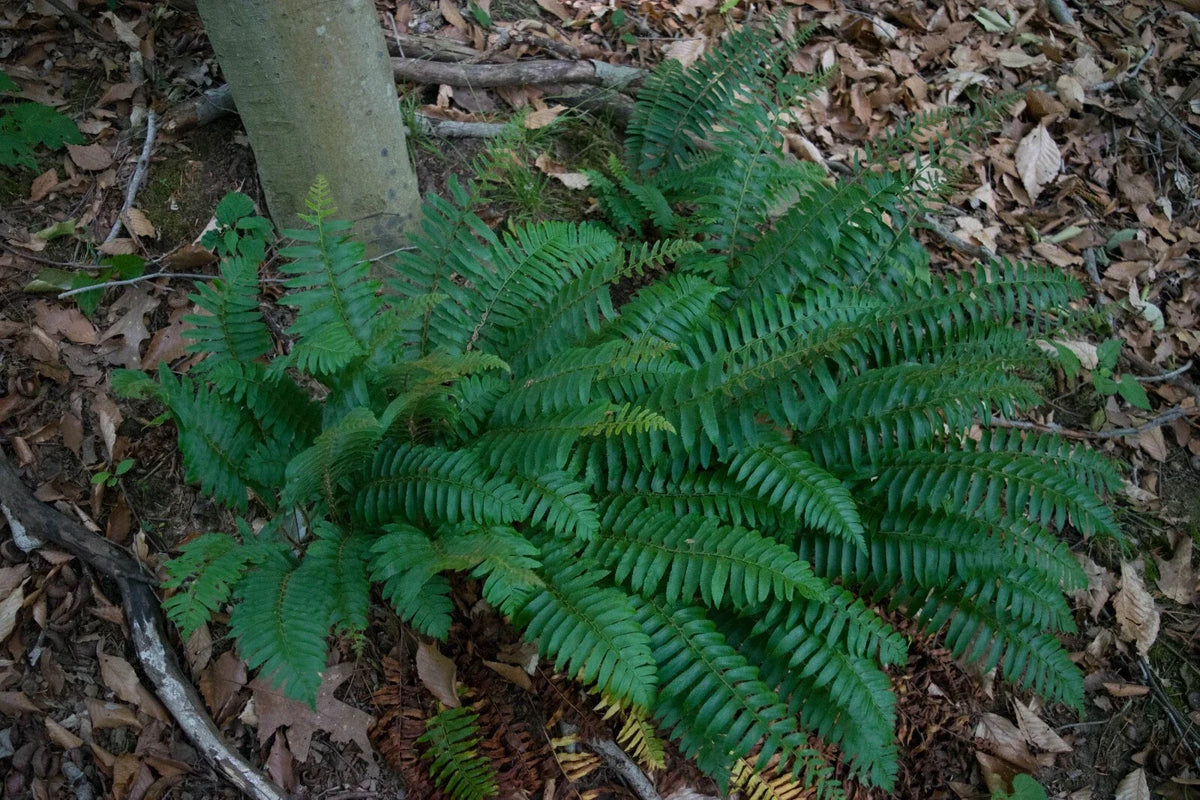 Christmas Fern Plant - 2-3 ft Evergreen Polystichum Acrostichoides - Dense Green Fronds for Shade, Erosion Control, Winter Habitat