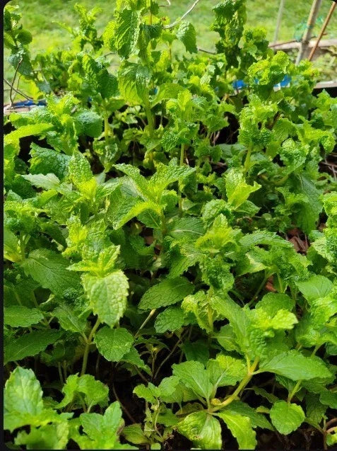 Live Organic Mojito Mint Plants - 3 Bare Root Mentha x villosa Perennial Herb for Cooking, Cocktails & Herbal Tea