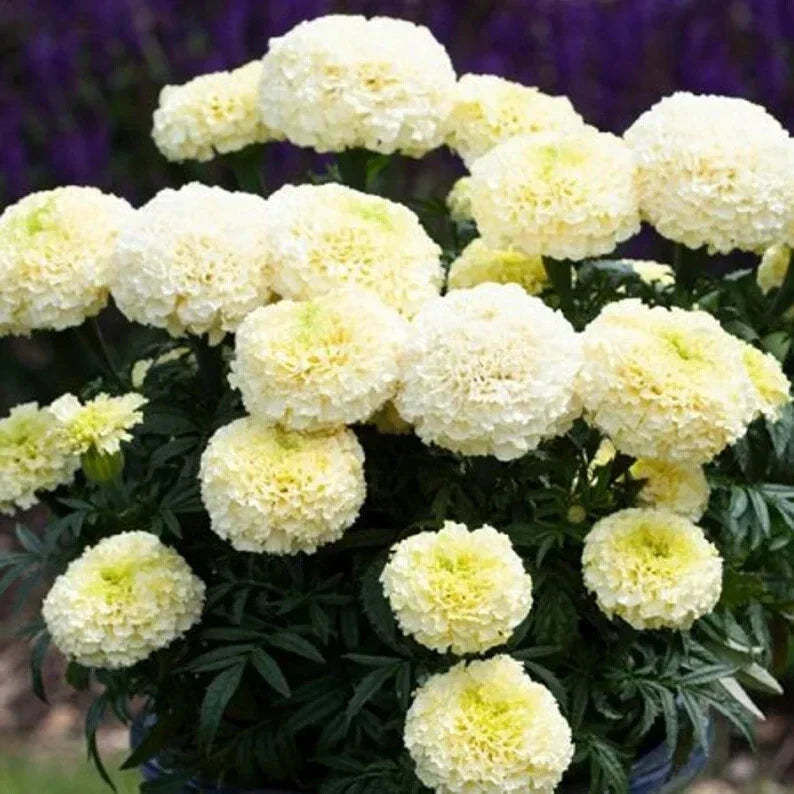 Dwarf White Gold Marigold Seeds - 50 Organic Tagetes erecta Flower Seeds for Small Gardens & Pots, Free Shipping USA