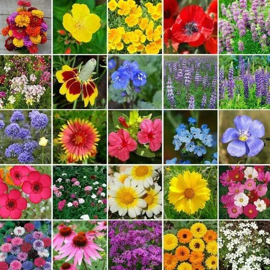 Wildflower Seed Mix - 5000 Non-GMO Heirloom Perennials for Pollinator Gardens & Eco-Friendly Landscaping