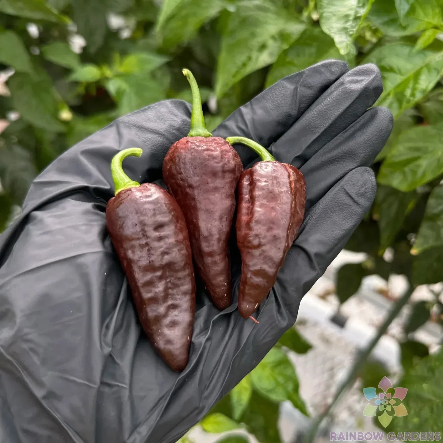 Chocolate Ghost Hot Pepper Seeds – 25+ Non-GMO Heirloom Capsicum chinense for Garden Planting, Full Sun, Free Shipping