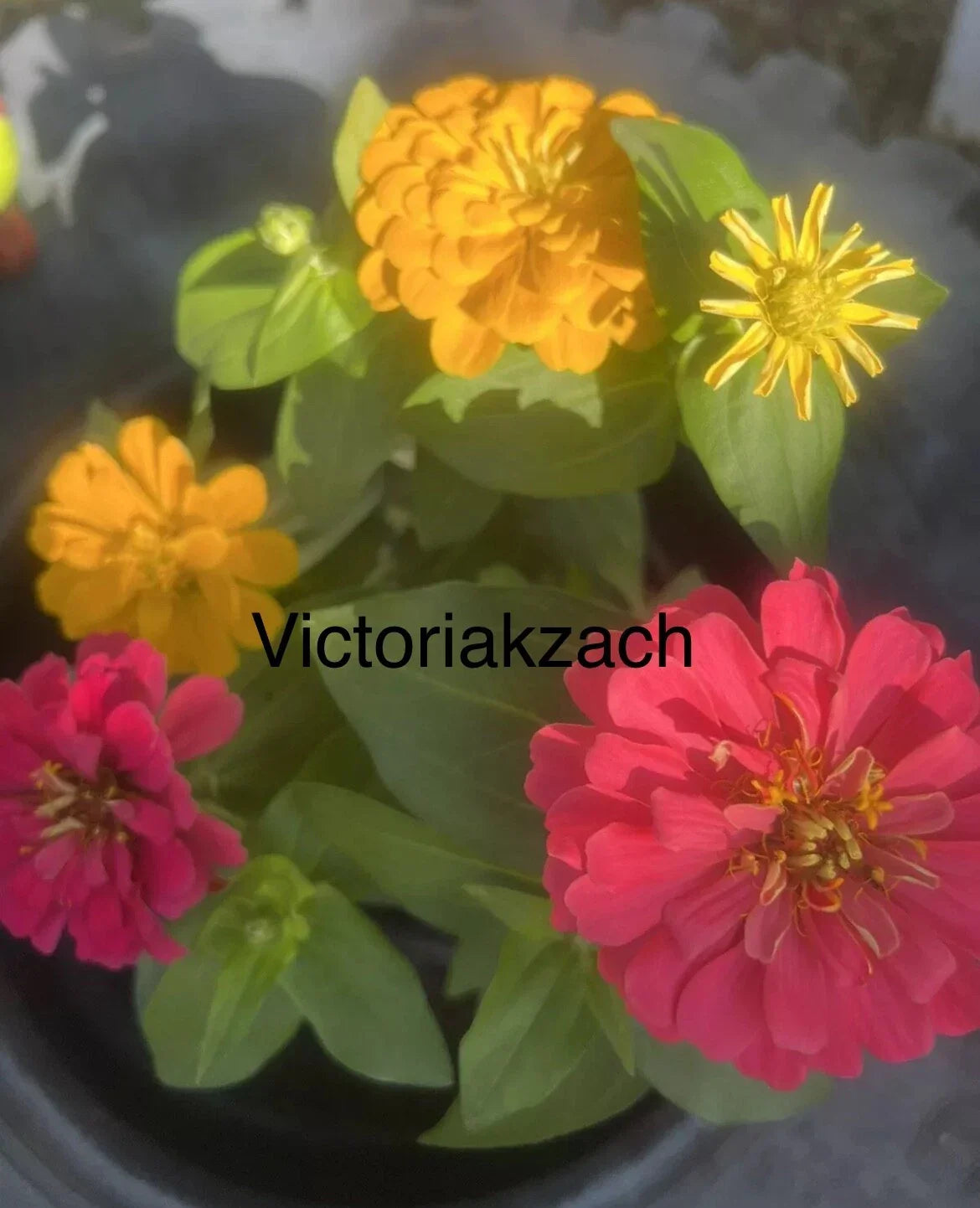 Zinnia Seeds Mix California Giant Flowers - Vibrant Colorful Blooms for Butterfly Garden - Zinnia elegans, Annual, 100 Seeds