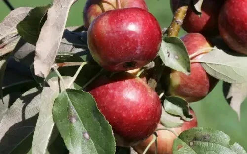 Frostbite Apple Seeds - 25+ Pack for Garden Planting - Malus domestica 'Frostbite' - USA Grown, High Germination
