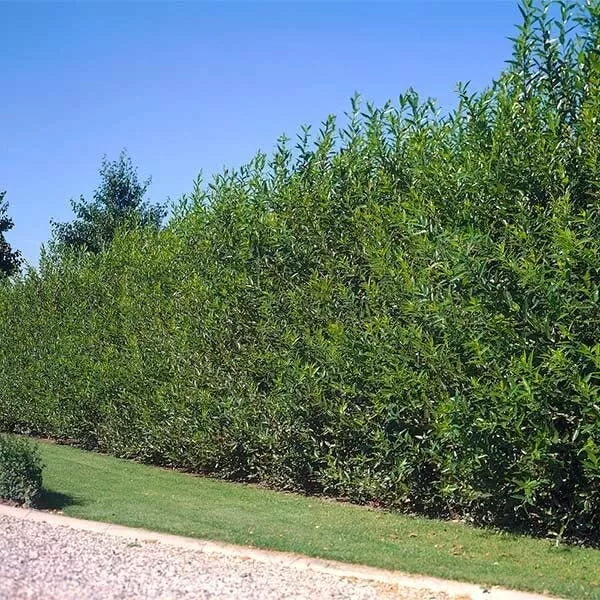 Aussie Willow Trees Starter Plant - Fast Growing Privacy Tree for Windbreaks - Salix babylonica - Low Maintenance Landscaping